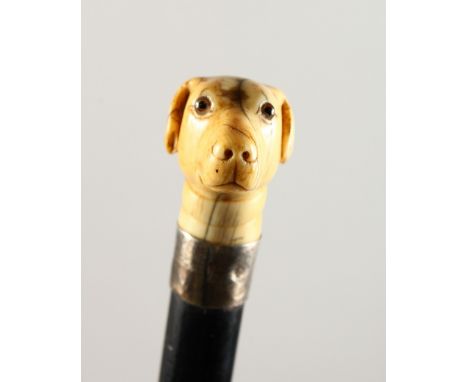 A CARVED IVORY DOG'S HEAD WALKING STICK with silver band. London 1893.  3ft long.