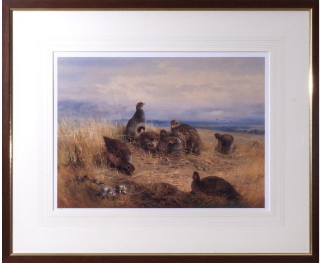 Archibald Thorburn - framed limited edition coloured print Nest of game birds on open grassland #53/850 image size 35cm x 48c