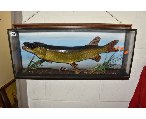 A CASED TAXIDERMY PIKE WITH SCENE set in a wooden display box with glass front and side panels, with hand-painted embellishme