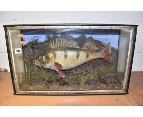 A CASED TAXIDERMY PERCH WITH SCENE set in a wooden display box with glass front and side panels, with hand-painted embellishm