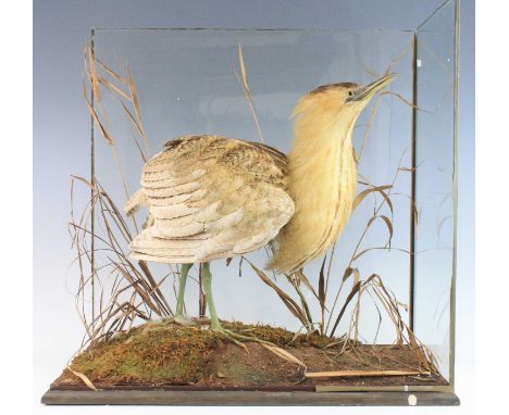 A late Victorian taxidermy Bittern (Botaurus stellaris), full mount in a naturalistic setting of long grasses and ferns, with