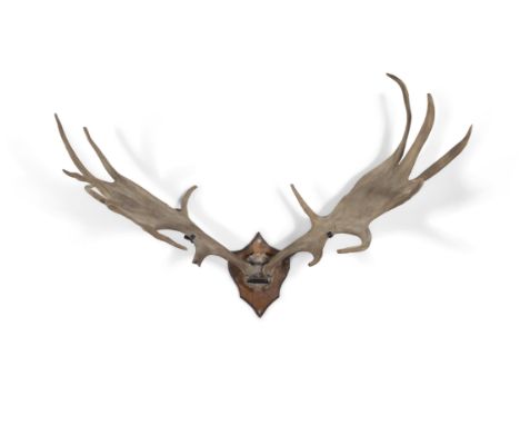 MEGALOCEROS GIGANTEUSA SET OF GREAT IRISH DEER ANTLERS AND SKULLmounted on a timber shield. 244cm wide x 190cm high x 107cm d