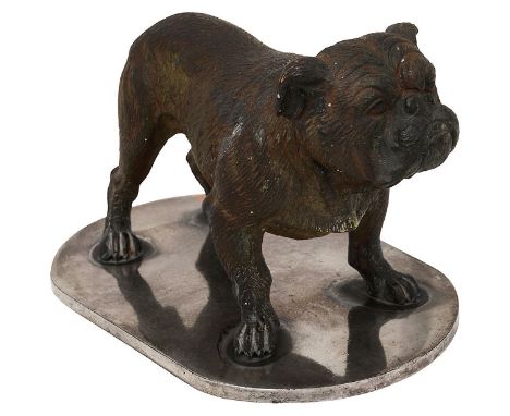 A cold painted bronze Old English Bulldog car mascot early 20th century naturalistically cast standing on a chrome plated sha