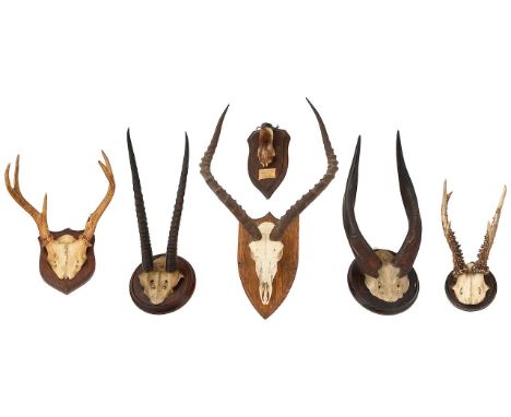 A collection of sporting trophiescomprising an impala skull mounted on an oak shield, inscribed verso 'Impala shot with 7.9mm