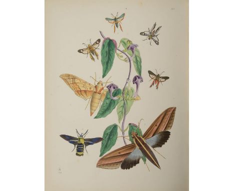 Westwood., John Obadiah. The Cabinet of Oriental Entomology; being A selection of some of the rarer and more beautiful specie