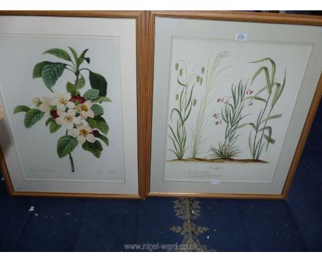 A large framed Print R.J. Redoute Print 'Flores Mali' and a framed Print 'Regene Vegital'