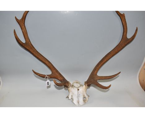 A SET OF RED DEER ANTLERS, ten points with partial skull, hole drilled for mounting (1) (Condition Report: appears ok, some r