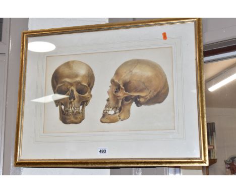 A VICTORIAN WATERCOLOUR OF A SKULL, two views of a skull with a note verso reading 'inscribed on the reverse in pencil A Witc