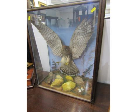 TAXIDERMY, cabinet cased hunting kestrel by Grace of Camelford, 61cm height 