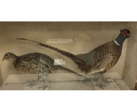 A taxidermy stuffed and mounted pair of cock and hen ring necked pheasants in glass fronted display case 73.5 cm x 45.5 cm x 