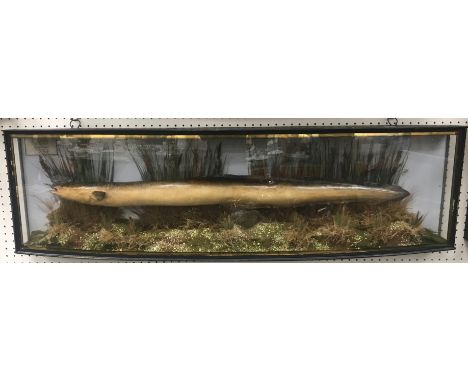 A taxidermy stuffed and mounted eel in naturalistic setting and verre eglomise bow fronted glazed display case bearing label 