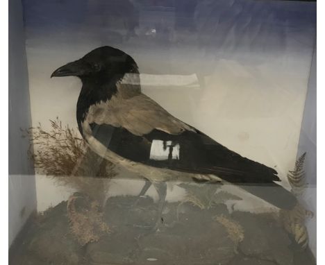A taxidermy stuffed and mounted hooded crow in naturalistic setting amongst ferns on a rocky base within a glass fronted disp