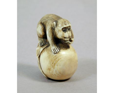 A 19th century Japanese netsuke from Meiji period. Not signed. In carved elephant ivory portraying a monkey sat on a gigant k