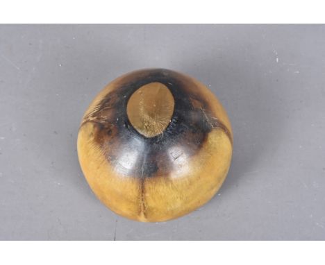 Xiphias gladius, Architeuthidae Family, This item is the dried eye of a Swordfish approximately 10cm in diameter, the eye hav