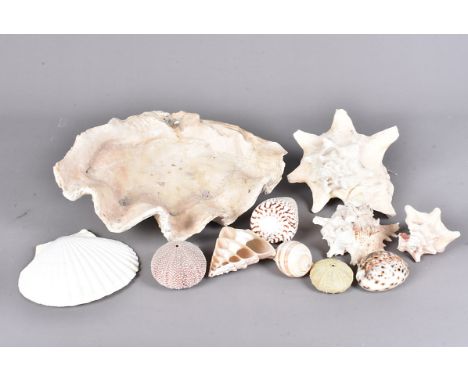 Tridacna and Lobatus Gigas, Shells, A collection of various sea shells, to include a Giant Clam, half shell, approx 36cm, a Q