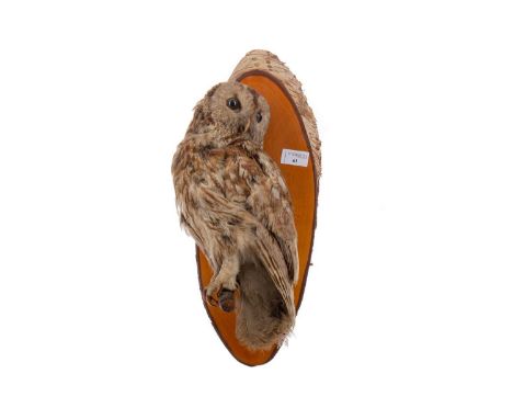 TAXIDERMY STUDY OF A MOUNTAIN BARN OWL,modelled perched on a branch, presented on a sectional trunk mount, 34cm high