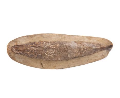 RHACOLEPIS BUCCALIS FISH FOSSIL,circa 120 million years old, found in the Lower Cretaceous of the Chapada do Araripe, North-E