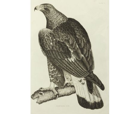 SELBY (JOHN PRIDEAUX)Plates to Selby's Illustrations of British Ornithology, vol. 1 (of 2, and without text volumes),  engrav