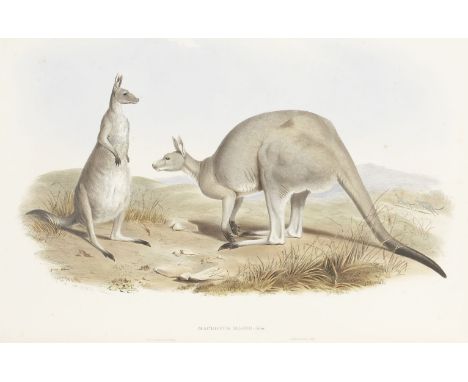 GOULD (JOHN)A Monograph of the Macropodidae, or Family of Kangaroos, 2 original parts (complete), FIRST EDITION,  30 hand-col