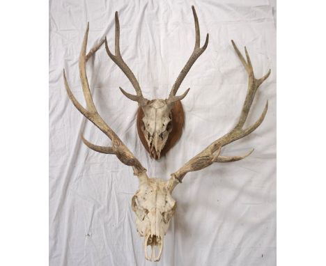 TAXIDERMYset of eleven point red deer antlers with skull cap, together with a shield mounted set of six point roe deer antler