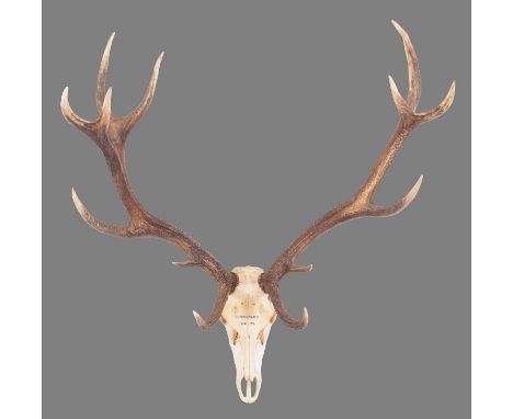 Antlers/Horns: Austrian Red Deer Antlers (Cervus elaphus hippalaphus), dated 1975, Donauauen, Austria, a large set of adult s