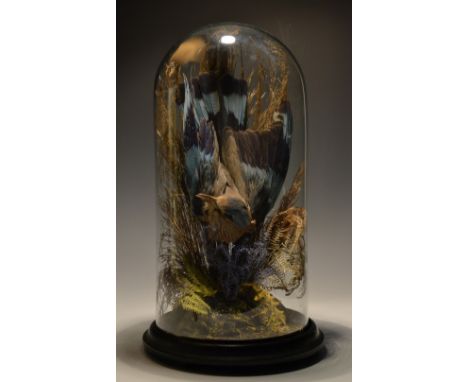 Taxidermy - a Victorian roller, with violet and pale blue plumage, mounted amongst mosses and ferns, glass dome, ebonised bas