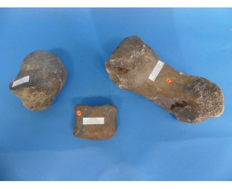 Natural History, Paleontology and Minerals; Two Iguanodon Bone Fossil Specimens, Cretaceous Period, a foot bone and the 'prox