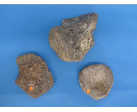 Natural History, Paleontology and Minerals; Three Ichthyosaur Bone Fossil Specimens, including part of a humerus, a vertebra 