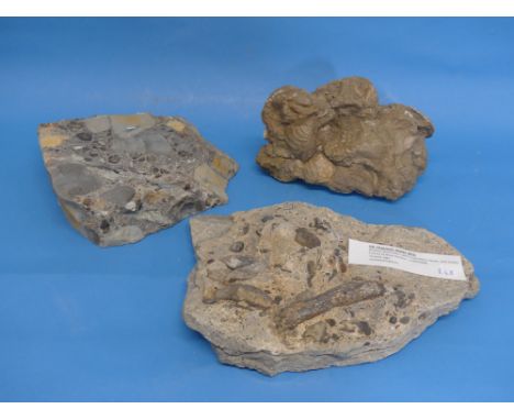 Natural History, Paleontology and Minerals; Two Triassic Age 'Bone Bed' Fossil Specimens, the samples containing coprolites, 