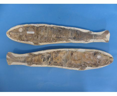Natural History, Paleontology and Minerals; A Large Fossil Fish (VINCTIFER (BELONOSTAMUS) CAMPTONI) two piece (+ve and -ve) S