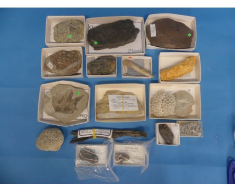 Natural History, Paleontology and Minerals; A collection of seventeen small Fossil Specimens, including  reptile footprint, a