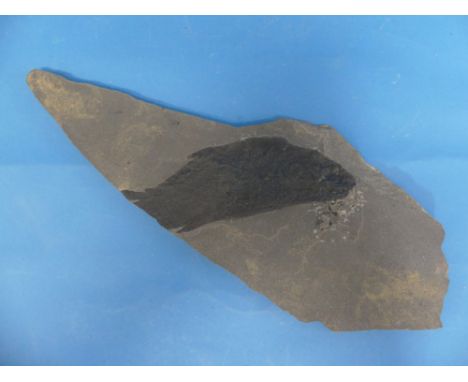 Natural History, Paleontology and Minerals; A Fossil Fish 'Dipterus Valenciennesi' Specimen, Devonian Period, approx 380 mill