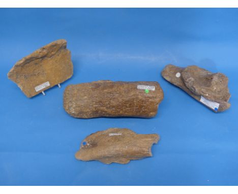 Natural History, Paleontology and Minerals; Four Plesiosaur Bone Fossil Specimens, including a Femur, with predation marks, a