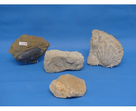 Natural History, Paleontology and Minerals; A Fossil Bivalve, probably early Jurassic Period, approx 200 million years old, t