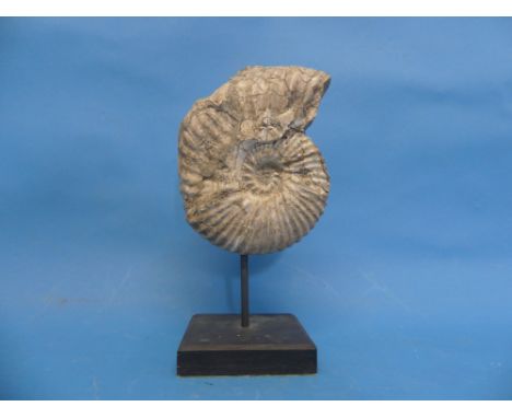 Natural History, Paleontology and Minerals; An Ammonite Fossil, early Cretaceous Period, approx 140 million years old, mounte