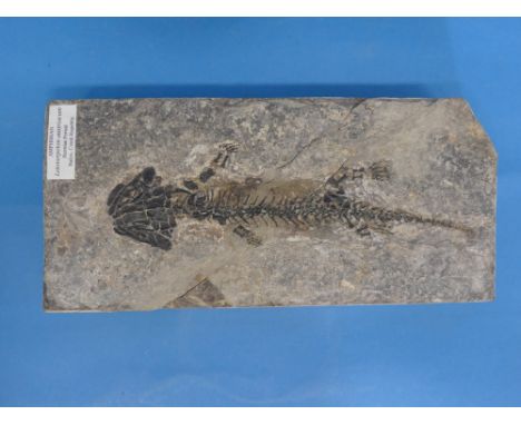 Natural History, Paleontology and Minerals; A Fossil Amphibian (LETOVERPETON (DISCOSAURISCUS) AUSTRIACUM), Early Permian Peri