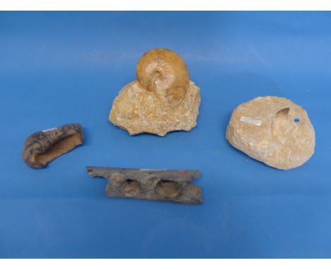 Natural History, Paleontology and Minerals; A Jurassic (Bajochian) Period Ammonite Fossil, together with a Mosasaur tooth in 