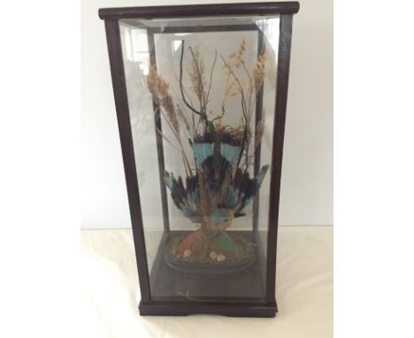 A cased taxidermy of an Indian Roller bird. Top lifts off of case. Case size approx. 30 x 63cm.