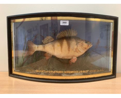 Vintage Taxidermy. A perch caught by G. Fletcher, Borobridge, 26-8-27. Weight 2lbs ½oz. The fish naturalistically mounted in 