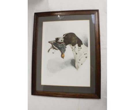 20th century colour lithograph of a Pointer retrieving partridge. 52cm x 39cm, indistinctly signed 