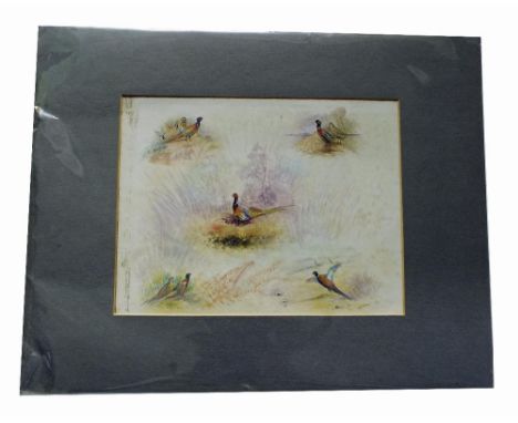 James Stinton (1870-1961) - Five studies of pheasants (all on one sheet) with three signatures, watercolour, vignettes (unfra