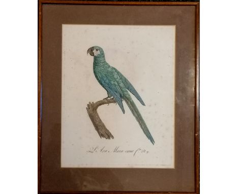 c.1805 engraving of L'ara mara cana (blue winged macaw) pl 9 by Jacques Barraband ~ frame 48cm x 40cm &amp; print has some to