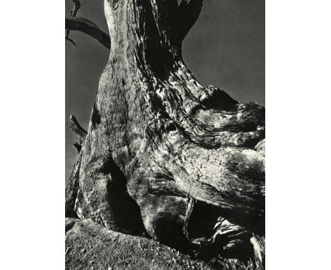 Edward Weston (American, 1886 - 1958). "Tree Trunk". Original vintage photogravure. c1932. Printed 1932. Have 1 in TL (need t