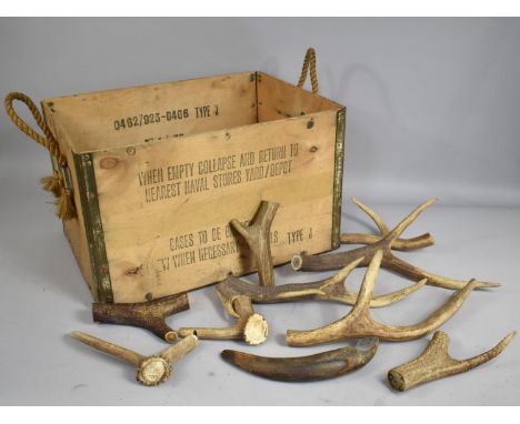 A Vintage Plywood Box Containing Various Antler Sections 