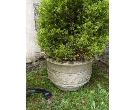 A weathered cast composition stone cauldron shaped planter with relief banded detail, containing an established conifer, toge