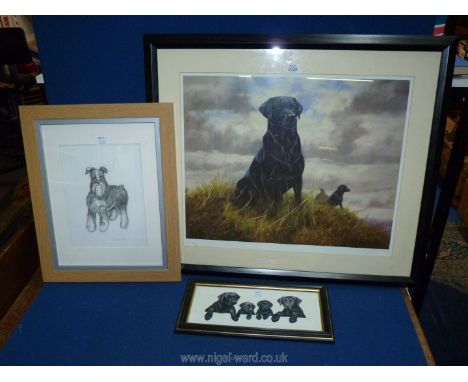 A framed and mounted charcoal drawing of a Schnauzer, a framed print of four black Labrador's initialed C.J.S, plus a large f