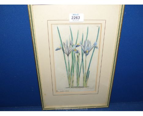 Walter Hood Fitch (1817-92) and Vincent Brooks:  hand coloured 19th c. botanical lithograph, titled in ink 'Iris Reticulata',