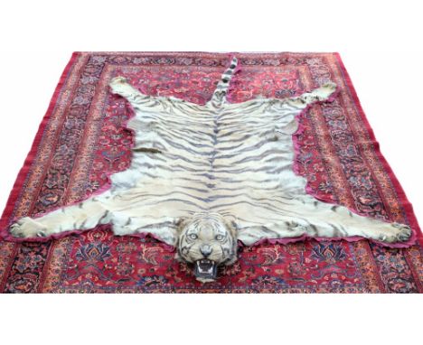 A good 1920s Van Ingen of Mysore Tiger skin rug with full head mount (numbered 814), on later red felt backing, approximately