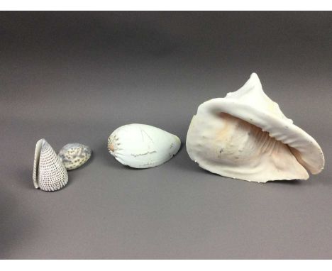 CONCH SHELL,along with a cowrie and two other shells (4)