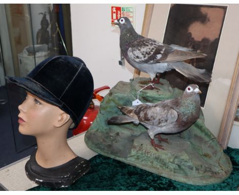 A taxidermic group of two wood pigeons, a mannequin female head and a riding hat